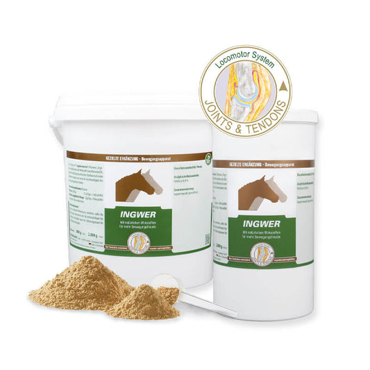 Ingwer von Vetripharm in verschiedenen Gebinden als Pulver