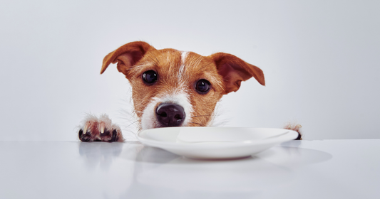 Barfen beim Hund: So bleibt die BARF-Ration ausgewogen