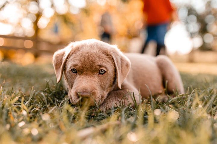 Hunde Welpe liegt ruhig auf einer Wiese und schaut in die Kamera